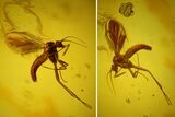 Fossil Fly (Diptera) In Baltic Amber #170096-1
